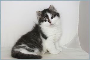 Male Siberian Kitten from Deedlebug Siberians